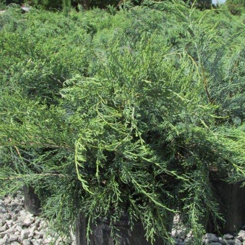 6 Parsoni Juniper - live starter plants less than 12 inches tall