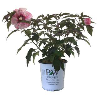 PROVEN WINNERS Rose Mallow (Hibiscus) Cherry Choco Latte (Live Plant) 21020