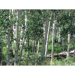 Online Orchards Quaking Aspen Tree Bare Root SHAN001