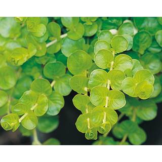 PROVEN WINNERS 4.5 in. Qt. Goldilocks Creeping Jenny (Lysimachia) Live Plant Gold-Green Foliage GRSPRW0017800