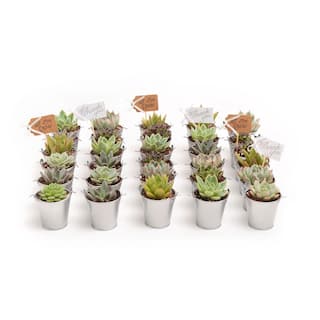 The Succulent Source 2 in. Wedding Event Rosette Succulents Plant with Silver Metal Pails and Thank You Tags (100-Pack) 2-R-S-TY-100