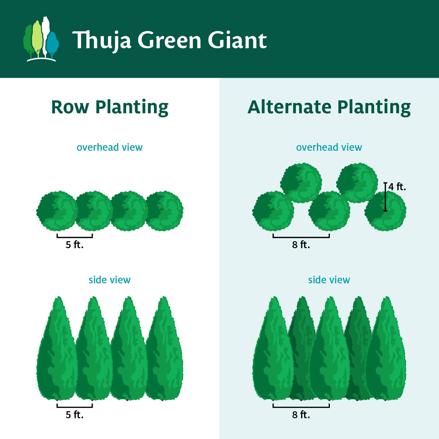 Thuja Green Giant