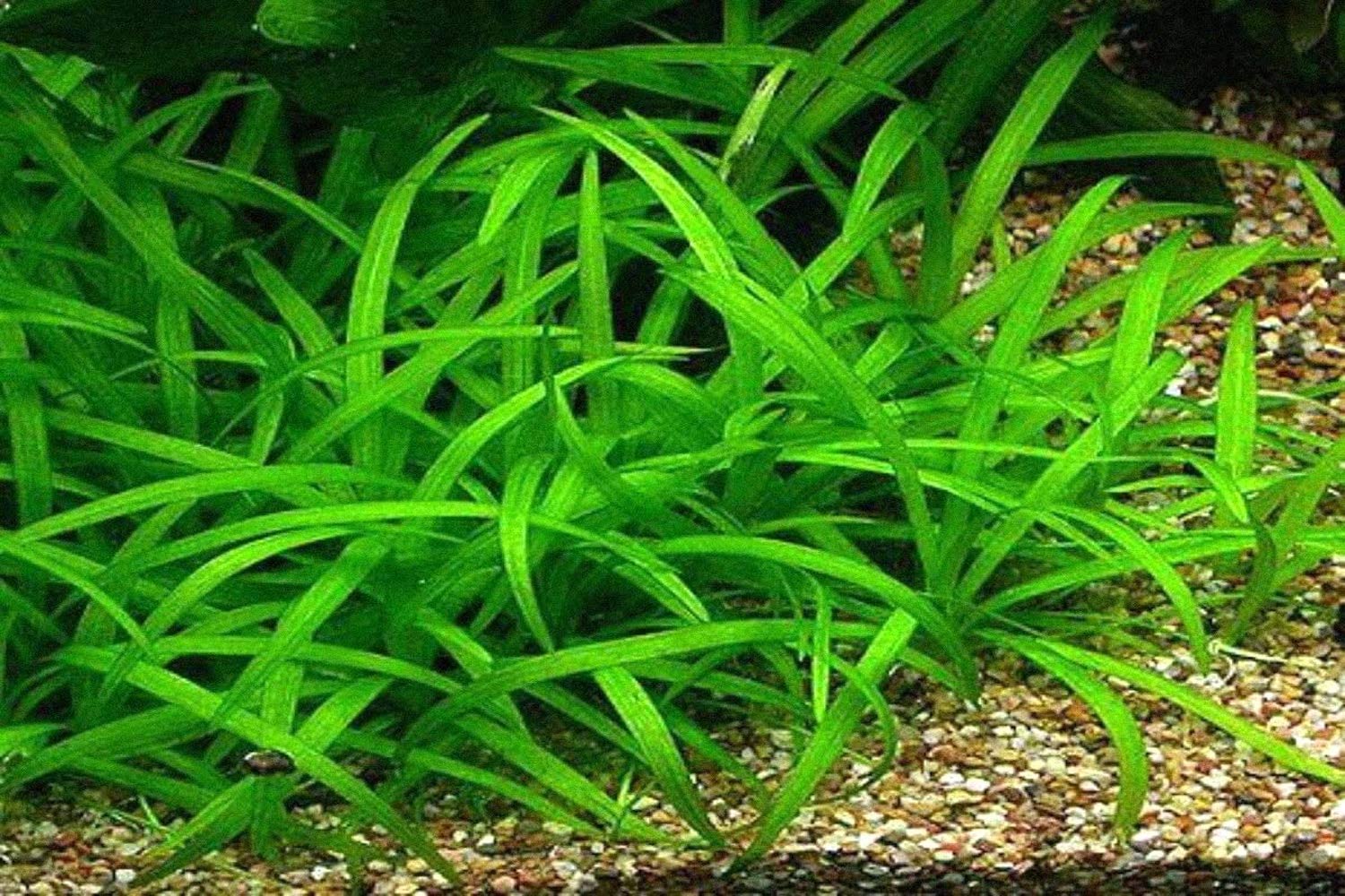 Premium Assorted Mixed Plant Bunch Live Aquarium Plants BUY2 GET1 FREE