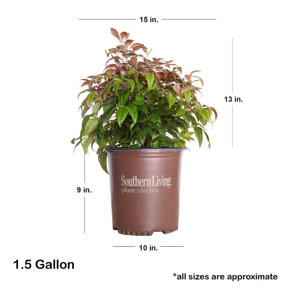 SOUTHERN LIVING 1.5 Gal. Blush Pink Nandina Live Evergreen Shrub Pink to Red Blushing Foliage 43072