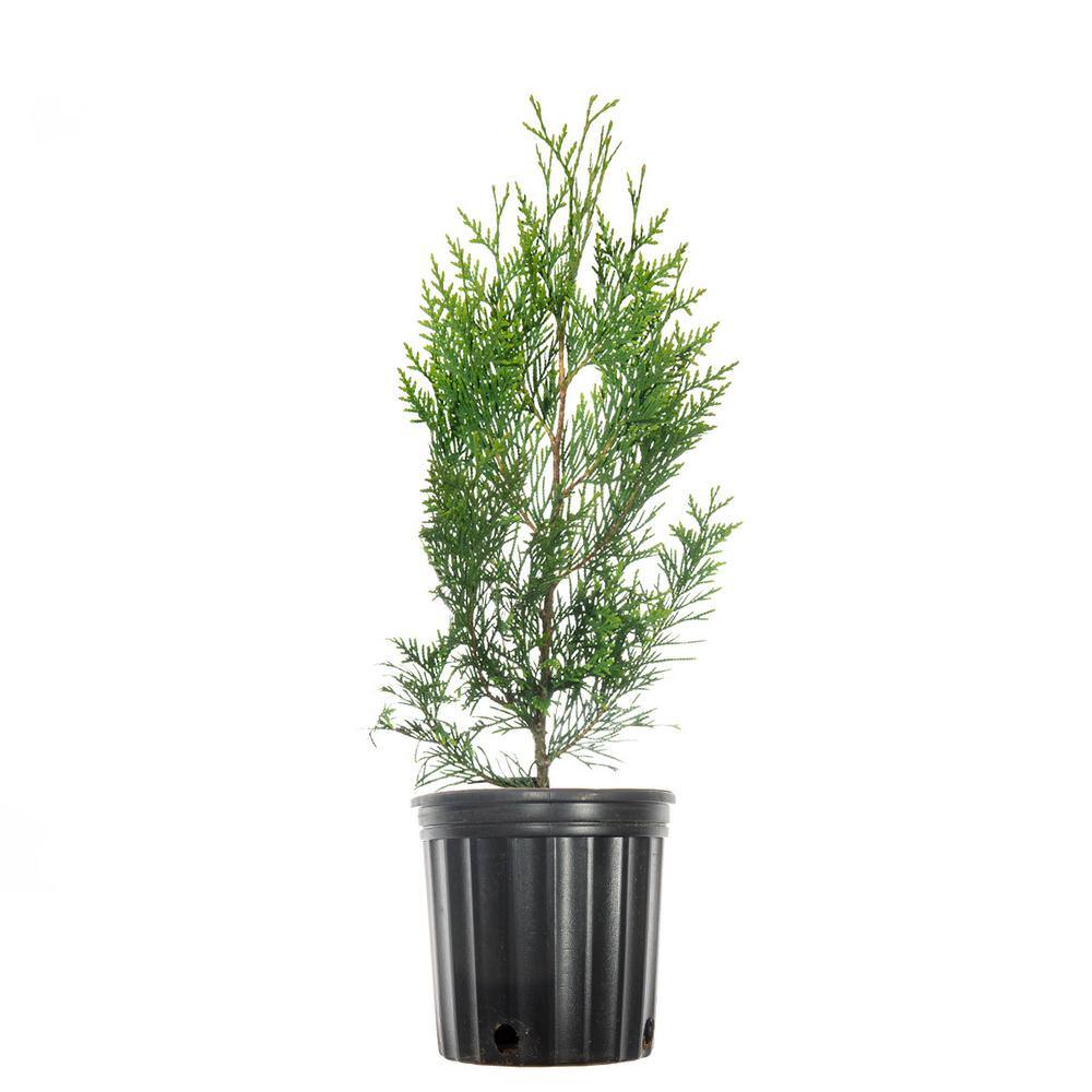 Perfect Plants 1-2 ft. Tall Thuja Green Giant in Grower's Pot THD00610