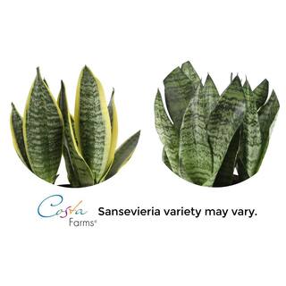 Costa Farms Grower's Choice Sansevieria Indoor Snake Plant in 6 in. White Pot Avg. Shipping Height 1-2 ft. Tall CO.SL07.3.CYL