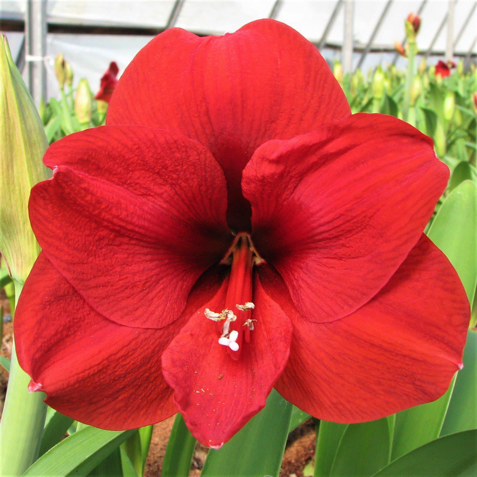 Amaryllis Ferrari Red (1 pack) Bulb， Red Flowers - Professional Growers from Easy to Grow