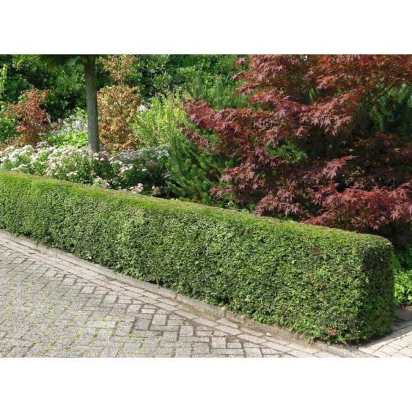 Online Orchards 1 Gal. Dark Green Dense Lush Evergreen Perfect Hedge or Accent Spreading Yew Shrub EGYW001