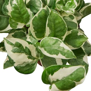 Pothos N'Joy Epipremnum Pinnatum Plant in 4 in. Grower Pot 4_POTHOS_NJOY