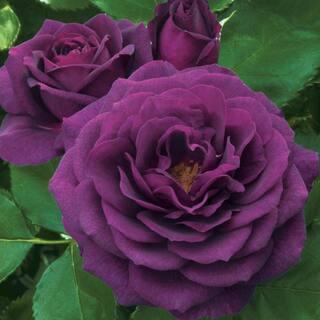 Spring Hill Nurseries Ebb Tide Tree Rose Dormant Bare Root Plant with Purple Flowers (1-Pack) 74251