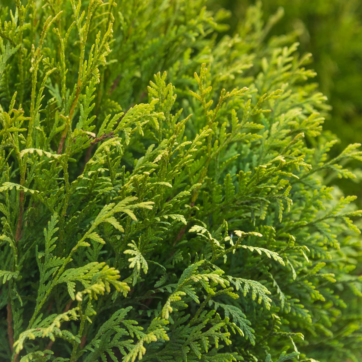 Golden Globe Arborvitae Evergreen Shrub， grown in a 1.50 Gallon Pot (1-Pack)