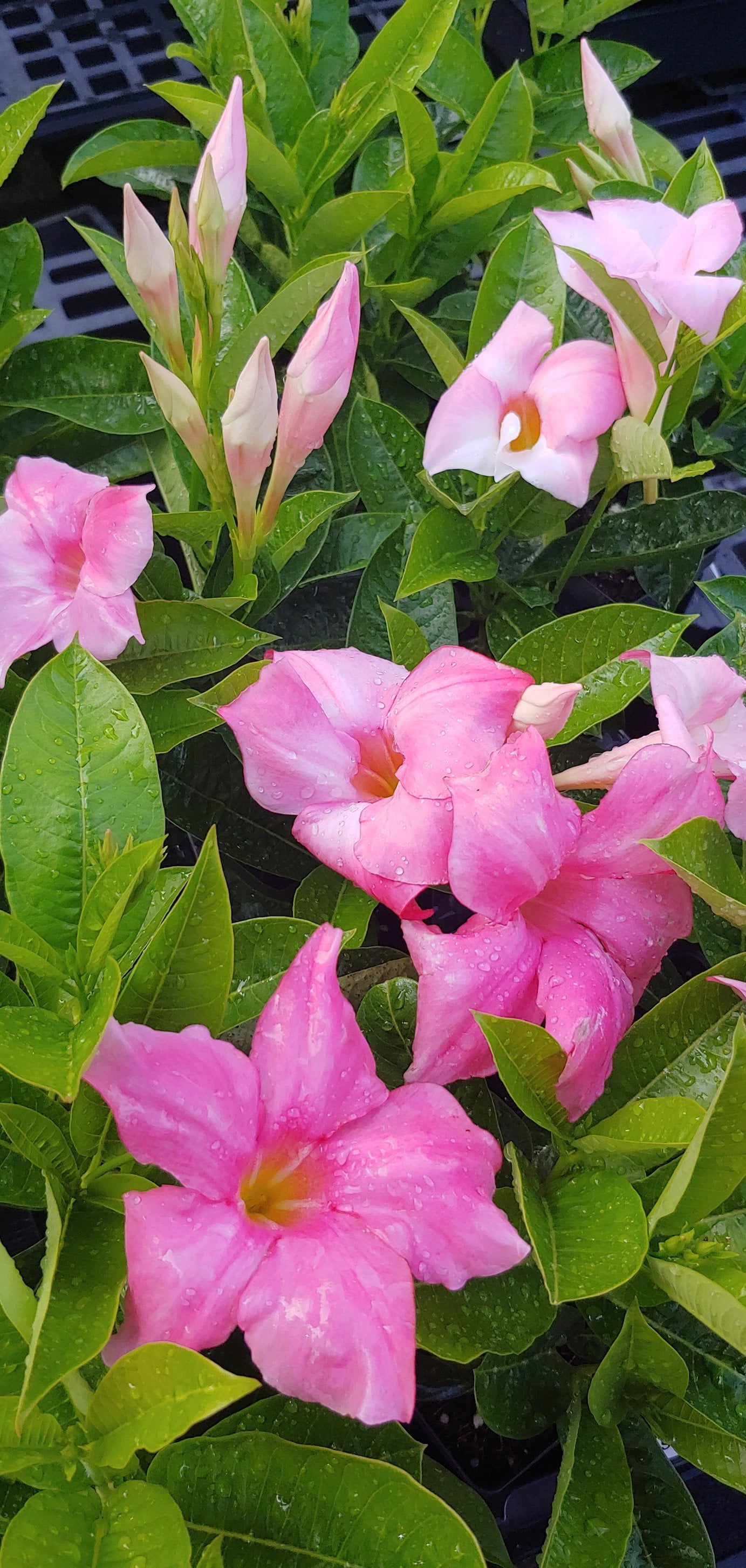 Mandevilla Giant Dark Pink 3 inch pot