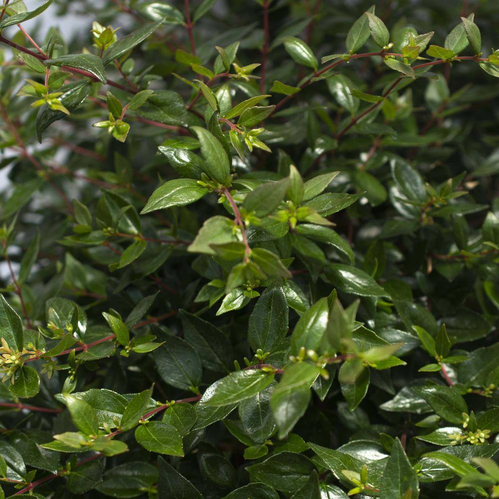 national PLANT NETWORK 3 Gal. Abelia Apple Perfection Shrub with White Flowers HD1673