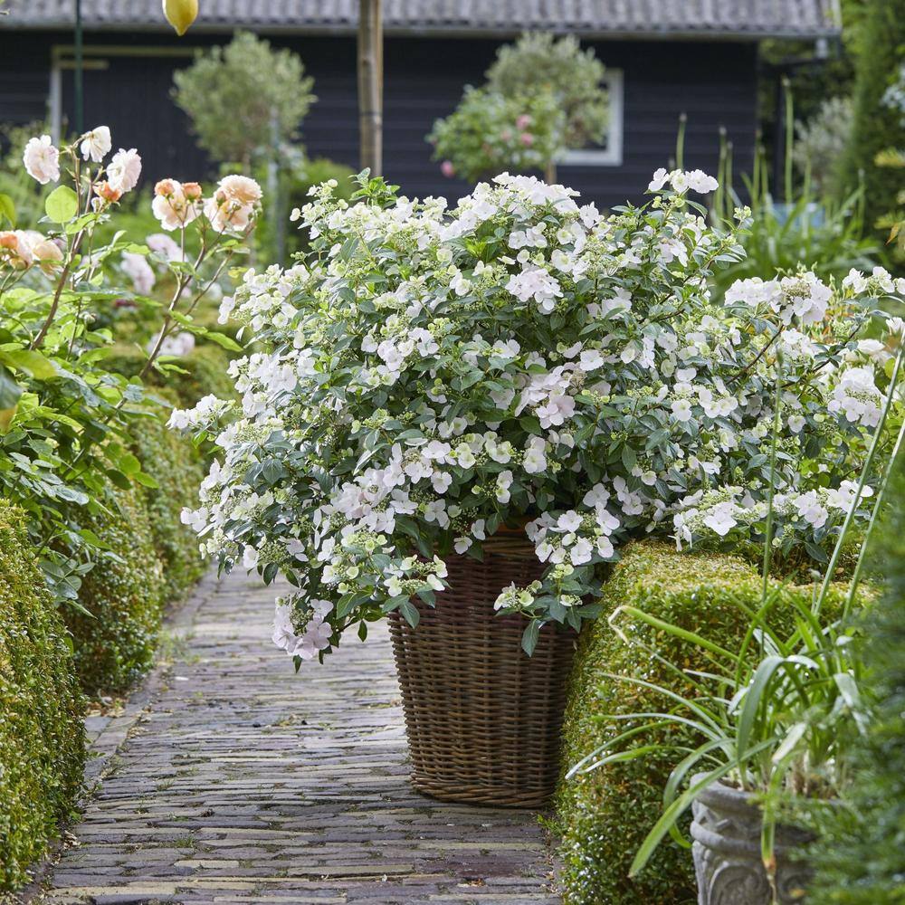PROVEN WINNERS 2 Gal. Fairytrail Bride Hydrangea Shrub with White Blooms 17517