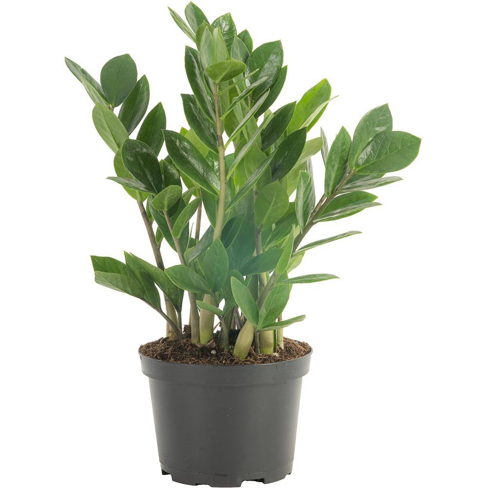 Costa Farms Zamioculas Zamiifolia Indoor ZZ Plant in 6 in. Grower Pot Avg. Shipping Height 10 in. Tall 6ZZ