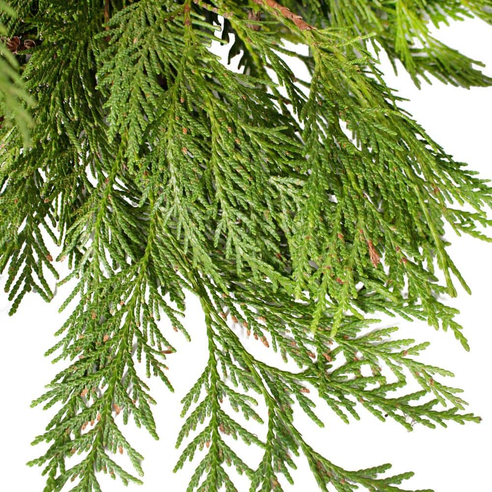 Cottage Farms Direct 20 ft. Fresh Evergreen Cedar Christmas Garland (Live) HD9002