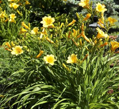 Classy Groundcovers - Daylily 'Stella de Oro'  {25 Bare Root Plants}