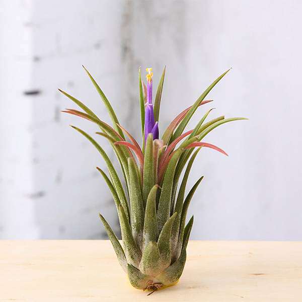 Air Plant, Tillandsia ionantha var. ionantha - Plant