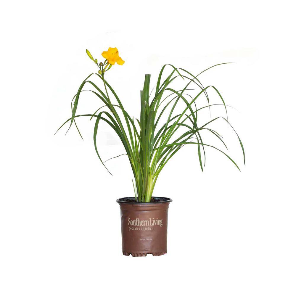 SOUTHERN LIVING 2.5 Qt. Evergreen Stella Golden-Yellow Live Perennial Daylily Plant Fragrant and Trumpet-Shaped Flowers 2499Q