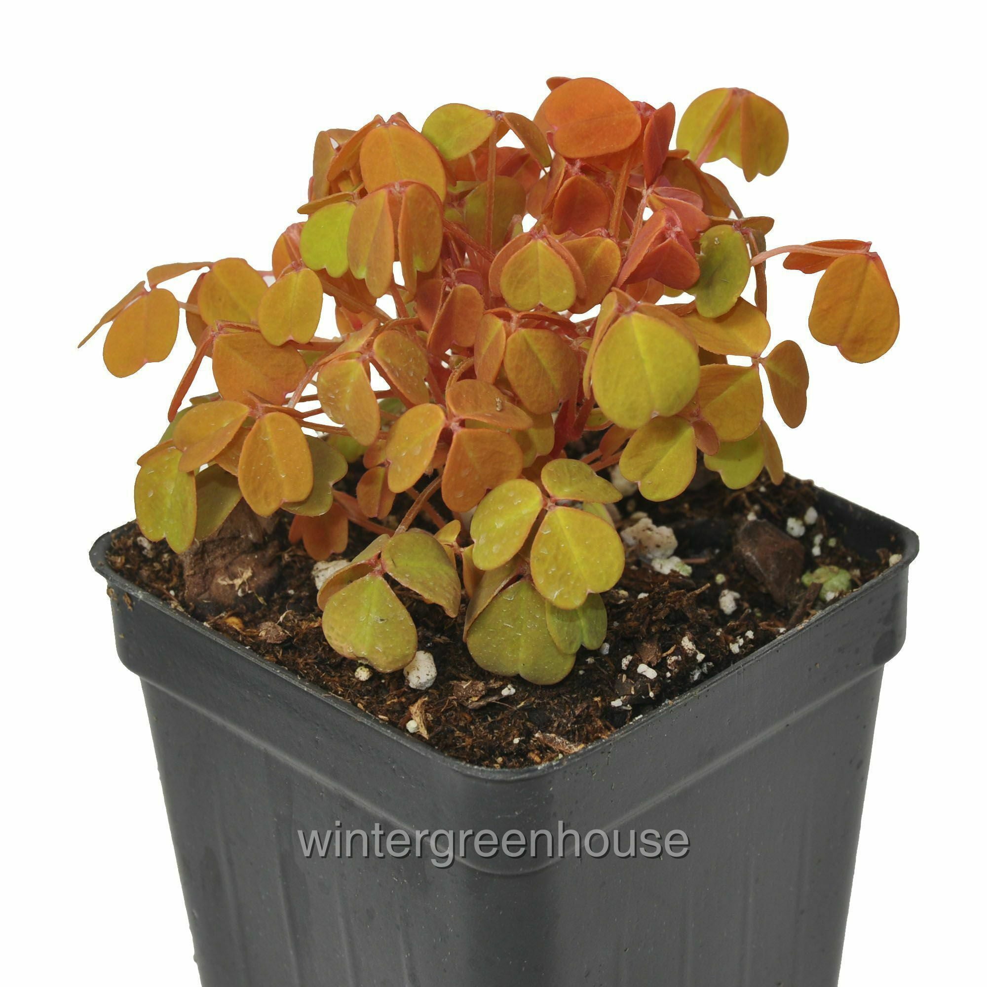 Oxalis Spiralis Aurea， Plum Crazy Amber， Shamrock - Pot Size: 3