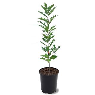 1 Gal. Pin Oak Deciduous Shade Tree OAKPIN01G