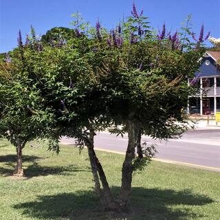 FLOWERWOOD 2.5 Gal - Shoal Creek Chaste Tree Vitex with Fragrant Purple Flower Clusters 57463FL