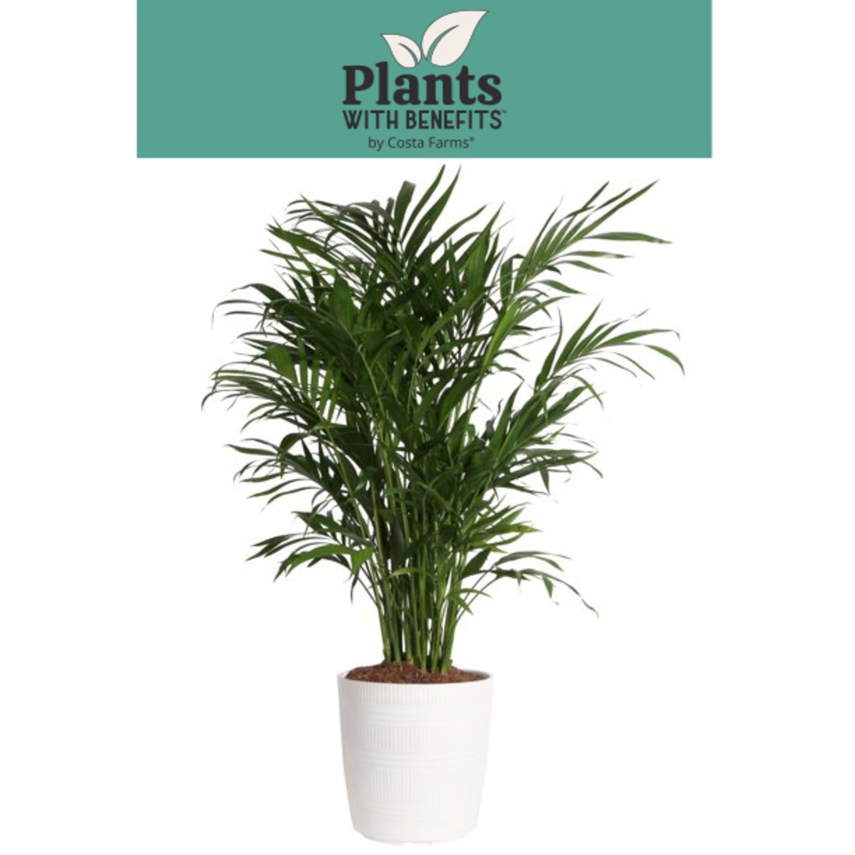 Costa Farms Plants with Benefits Live Indoor 32in. Tall Green Cat Palm; Bright， Indirect Sunlight Plant in 9.25in. Décor Pot