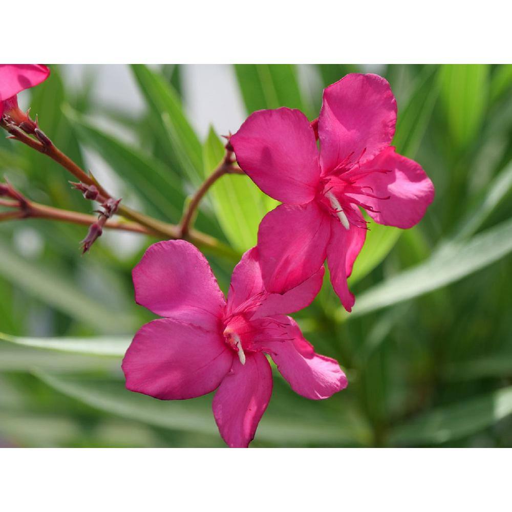 PROVEN WINNERS 4.5 in. Quart Austin Pretty Limits Oleander (Nerium) Live Plant Pink Flowers NERPRC1007800