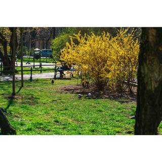 BELL NURSERY 3 Gal. Lynwood Gold Forsythia Flowering Shrub with Yellow Flowers FORSY3LGD1PK