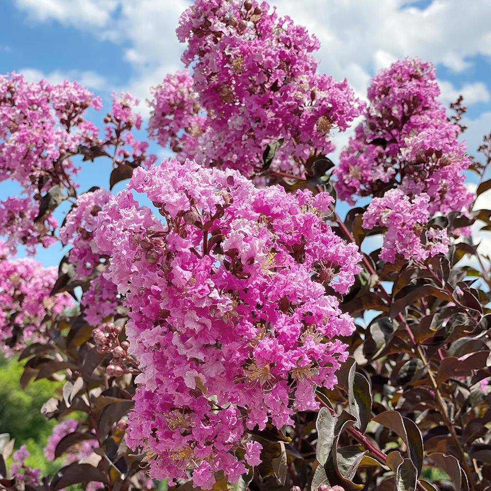 BLACK DIAMOND 3 Gal. Lavender Lace Crape Myrtle Tree with Lavender Blooms CRMBLL03G