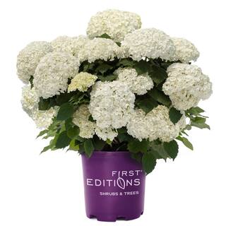 FIRST EDITIONS 2 Gal. FlowerFull Hydrangea Shrub with White Blooms 17122