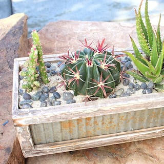 SMART PLANET 9 cm Assorted Cactus Plant Collection (3-Pack) 0882003