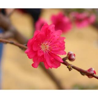 Online Orchards Double Red Flowering Peach Tree (Bare Root 3 ft. to 4 ft. Tall) FLPH001