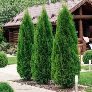 national PLANT NETWORK 2.5 qt. Arborvitae Green Giant Shrub HD7136