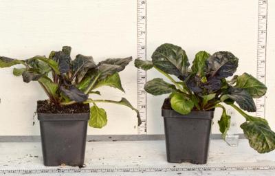 Classy Groundcovers - Bugleweed 'Black Scallop' Creeping Carpet Bugle 'Black Scallop'， Sicklewort 'Black Scallop'， Carpenter's Herb 'Black Scallop' {25 Pots - 3 1/2 inch Square}