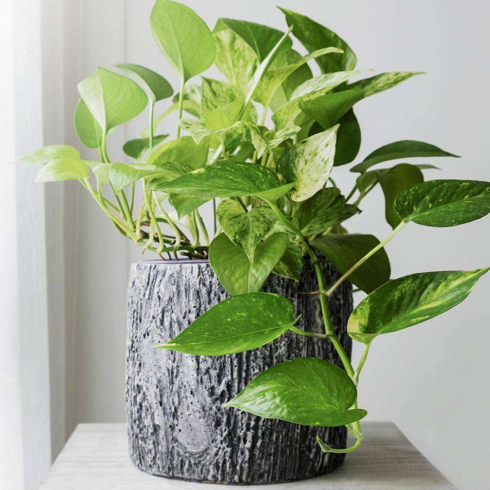 national PLANT NETWORK 4 In. Devil's Ivy 'Variegated' Pothos Plant in grower pot - 4 Piece HD7206