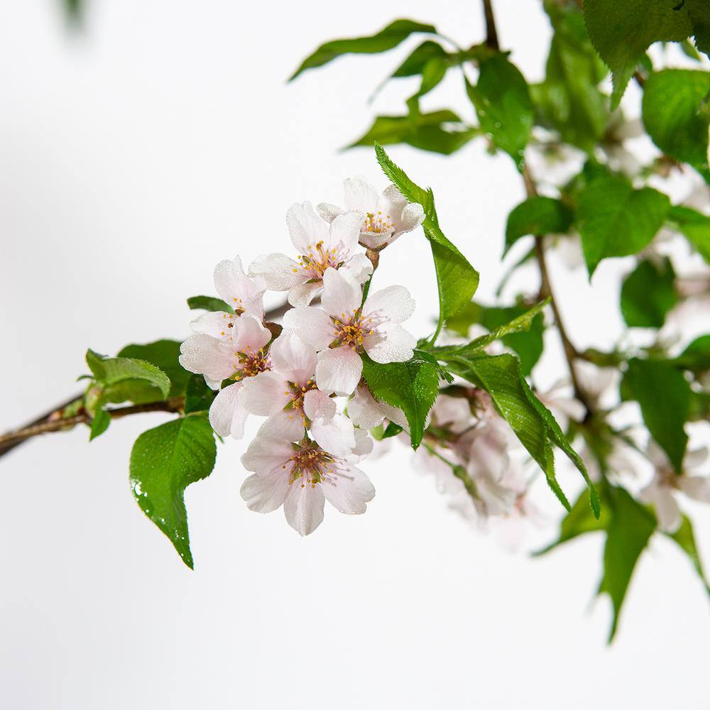 Perfect Plants 4-5 ft. Tall Yoshino Weeping Cherry Tree in Grower's Pot Elegant Cascading Foliage with White Blooms THD00519