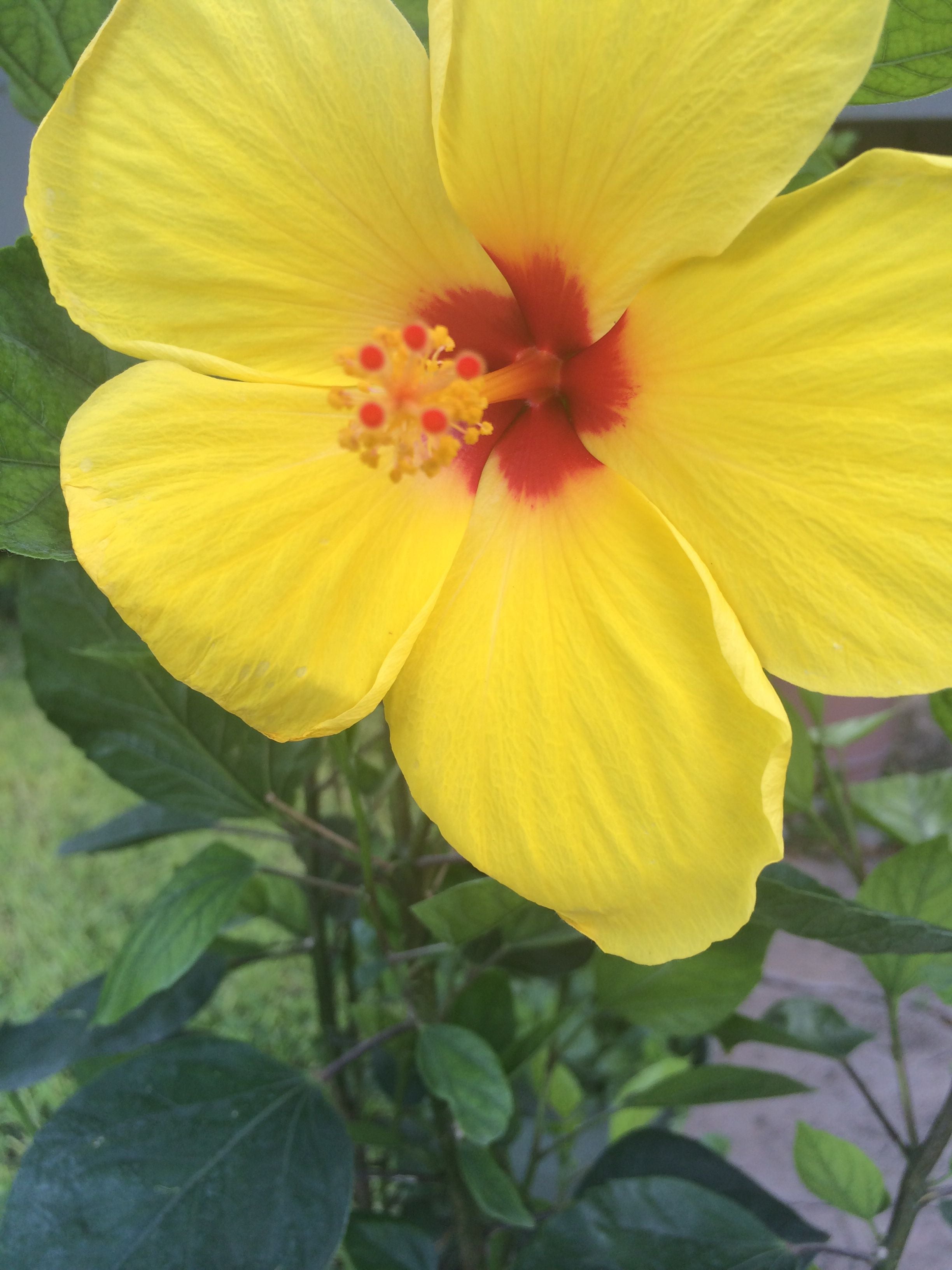 Hibiscus Sunset Yellow Tree - Live Plant in a 3 Gallon Pot - Hibiscus Rosa Sinensis 'Sunset Yellow' - Beautiful and Stunning Flowering Shrub from Florida