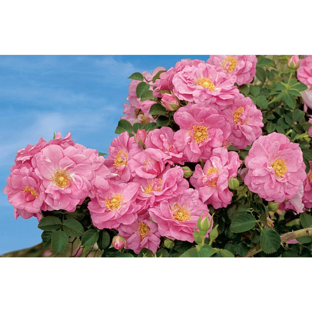 Gardens Alive! Cape Diamond Climbing Rose Dormant Bare Root Plant (1-Pack) 86288