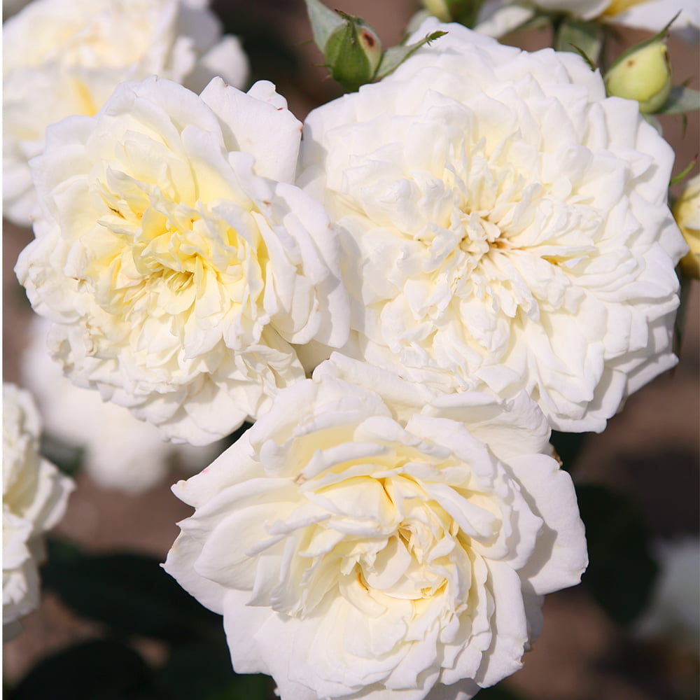 Sunbelt® Polar Express Shrub Rose by Heirloom Roses - Live Rose Bush