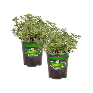 Bonnie Plants 19 oz. Lemon Thyme Herb Plant (2-Pack) 202019