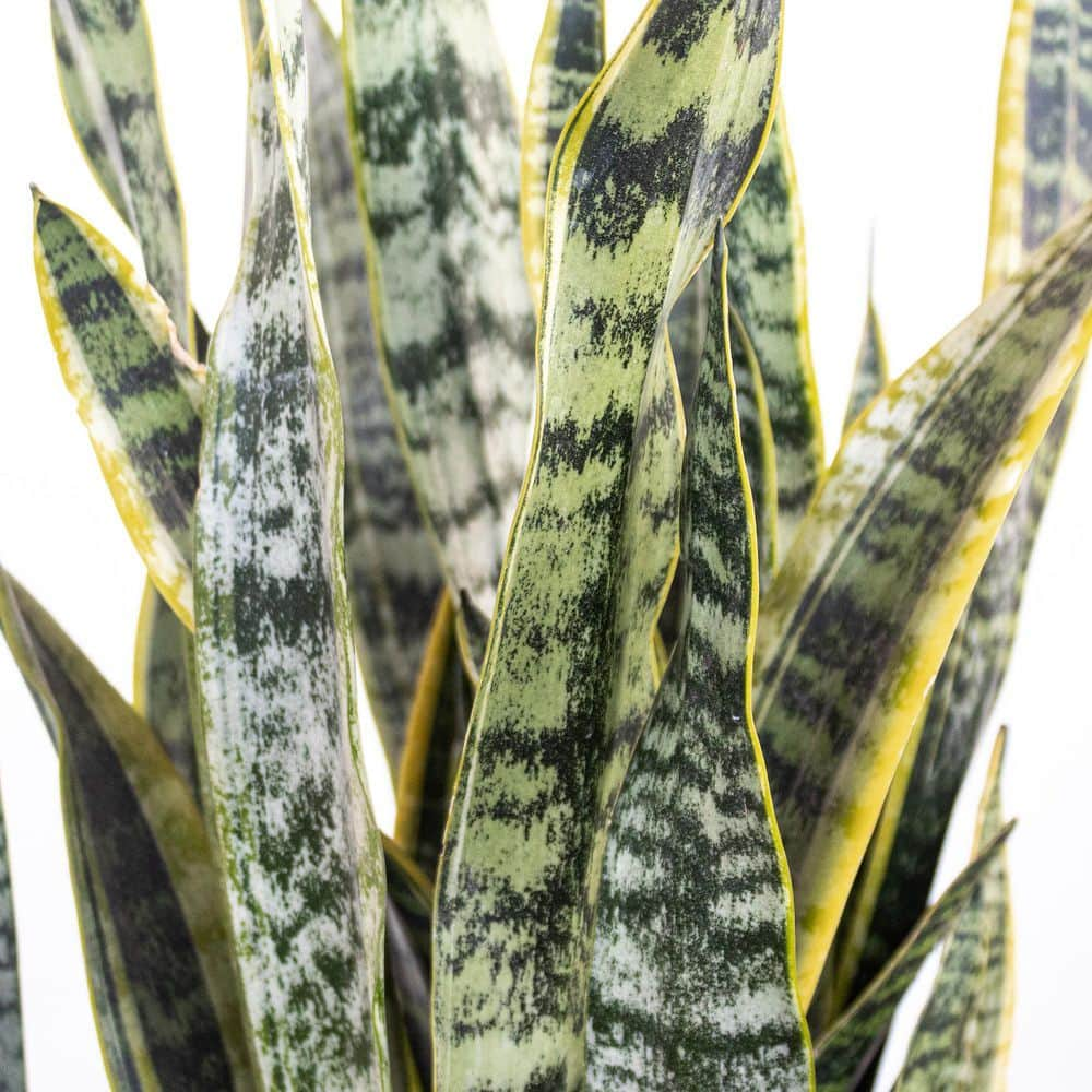 United Nursery Live Sansevieiria Laurentii Indoor Snake Plant in 9.25 inch Grower Pot 21917