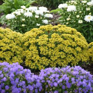 PROVEN WINNERS 0.65 Gal. Rock N Round Bright Idea Stonecrop (Sedum) Live Plant Yellow flowers and Green Foliage SEDPWP1147103