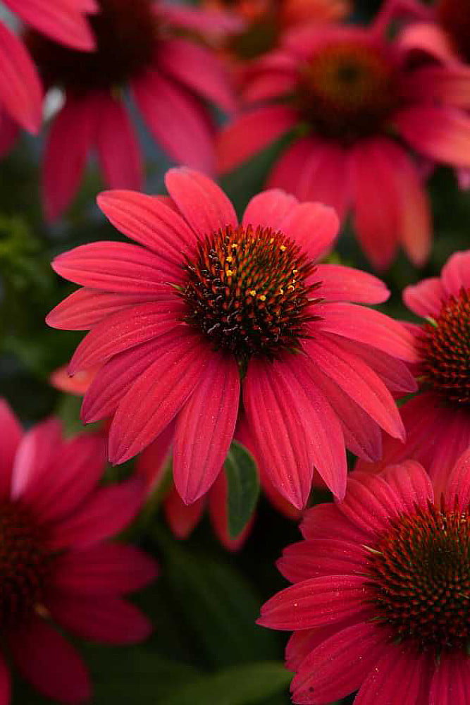 Sombrero® Baja Burgundy Coneflower Perennial - Echinacea - Gallon Pot