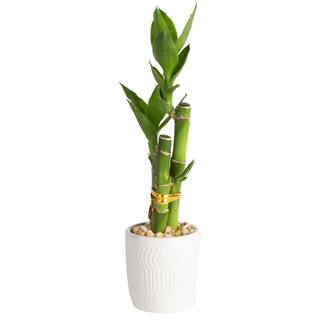 Costa Farms Mini Lucky Bamboo Indoor Plant in 2.5 in. White Ceramic Pot Avg. Shipping Height 7 in. Tall CO.LBHRT.3.VDAY