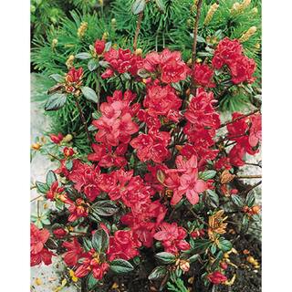 BELL NURSERY 1 Gal. Stewartstonian Azalea Live Flowering Evergreen Shrub Orange-Red Flowers AZLEA1STE1PK