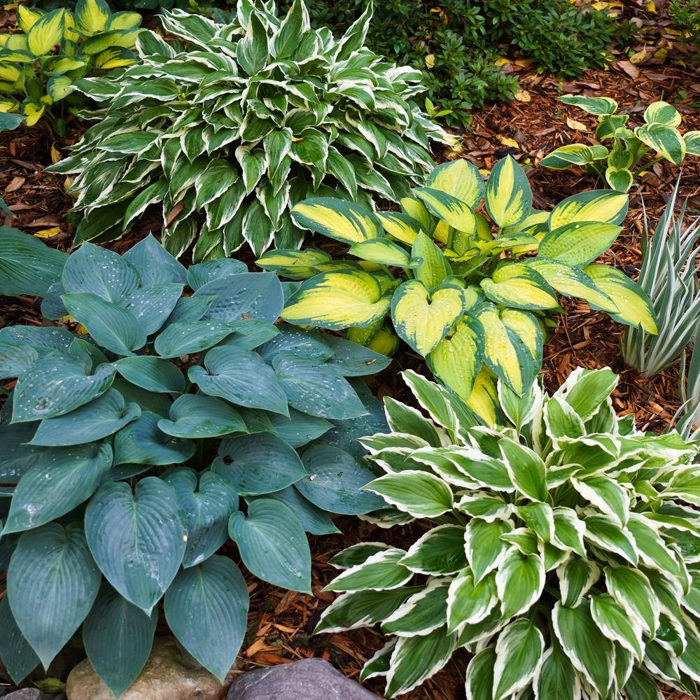 Garden State Bulb #1 Multi-color Variegated Mix Hosta Bulbs Bare Roots (Bag of 18) ECS-76-18-03