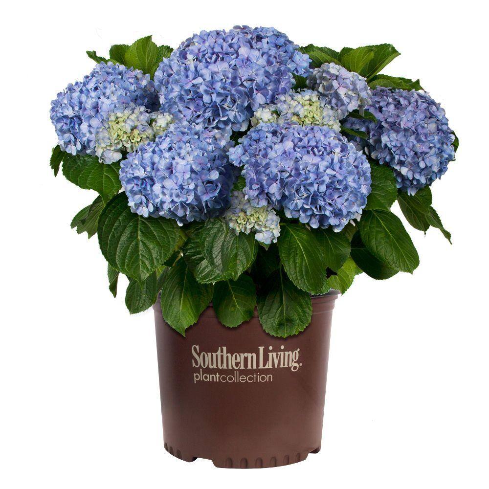 SOUTHERN LIVING 3 Gal. Big Daddy Hydrangea(Macrophylla) Live Deciduous Shrub Pink or Blue Mophead Blooms 25413