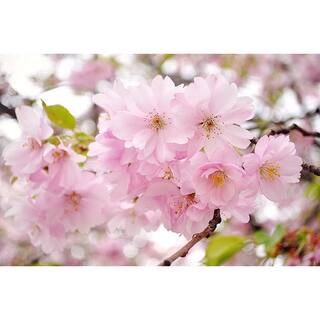 Online Orchards Akebono Cherry Blossom Tree (Bare Root 3 ft. to 4 ft. Tall) FLCH008