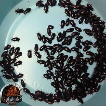 ABDragons Black Cleaner Beetles Small Pet and Reptile Food